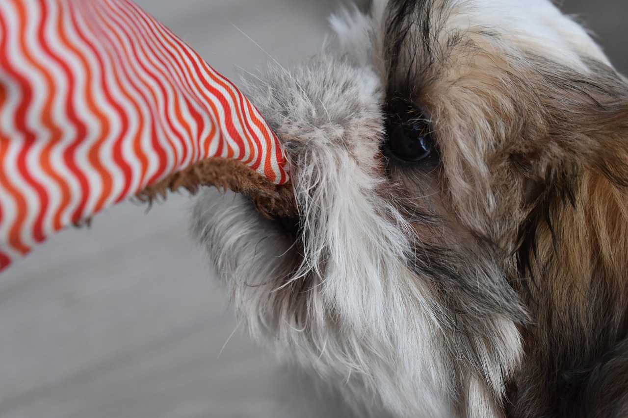 Tierliebhaber-Hund-Produkte